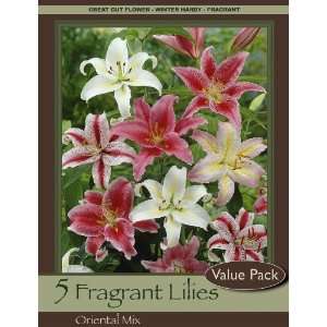  Fragrant Oriental Lily Mix Pack of 5 Bulbs Patio, Lawn 