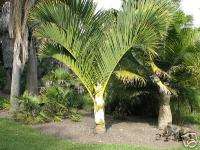 COLORFUL Manambe Palm COLD HARDY Tree Large 5 Gallon  
