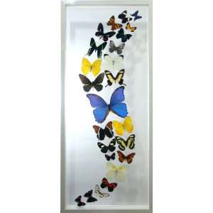  Real Butterfly Art with Framed and Mounted Butterflies in 