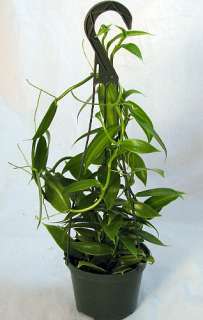 Variegated Vanilla Bean Orchid Plant   5 Hanging Basket  