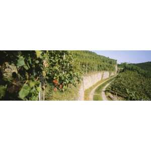  Gravel Road Passing Through Vineyards, Vaihingen an Der Enz, Baden 