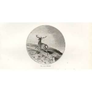  Landseer Sketch .. Red Deer Stag Doomed: Home & Kitchen