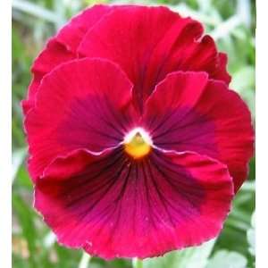 Lipstick Lover Pansy Seed Pack: Patio, Lawn & Garden