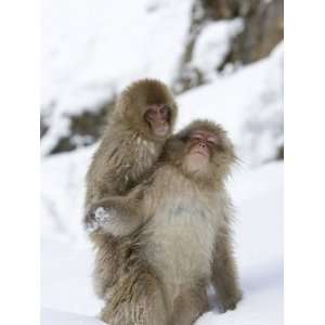 Snow Monkey (Macaca Fuscata) and Baby on Its Back Play in the Snow 