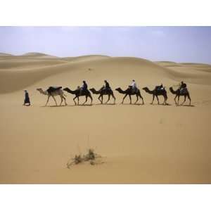  Camels in Caravan Walking in Desert, Morocco Photographic 