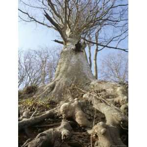 Roots, Trunk and Branches of the Common Beech Tree (Fagus 