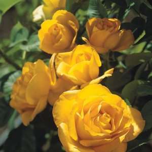  Mida Touch Rose Seeds Packet: Patio, Lawn & Garden